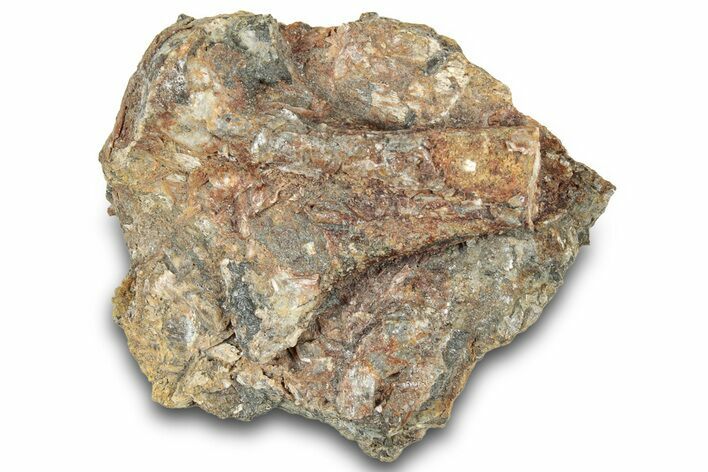 Fossil Mosasaur (Platecarpus) Partial Phalanx Bone - South Dakota #322101